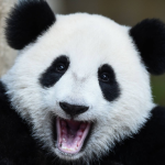 Profile photo of zeblack